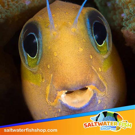 Midas blenny for sale golden midas blenny fish for sale online store.